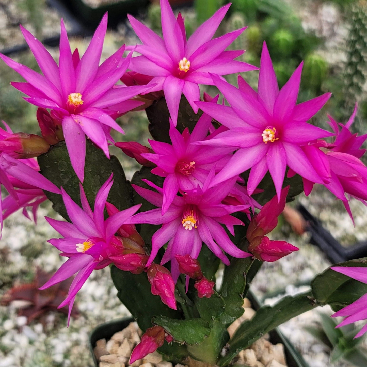 Pink Easter Cactus Cuttings 2+ Segments Rhipsalidopsis gaertneri Spring Flowering Houseplant