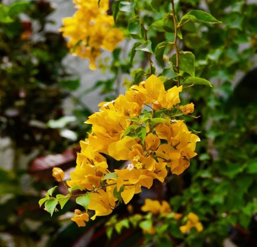 Bougainvillea California Gold Live Plant Climbing Vine with Gold Bracts, Drought & Salt Tolerant, USDA Zones 9-11