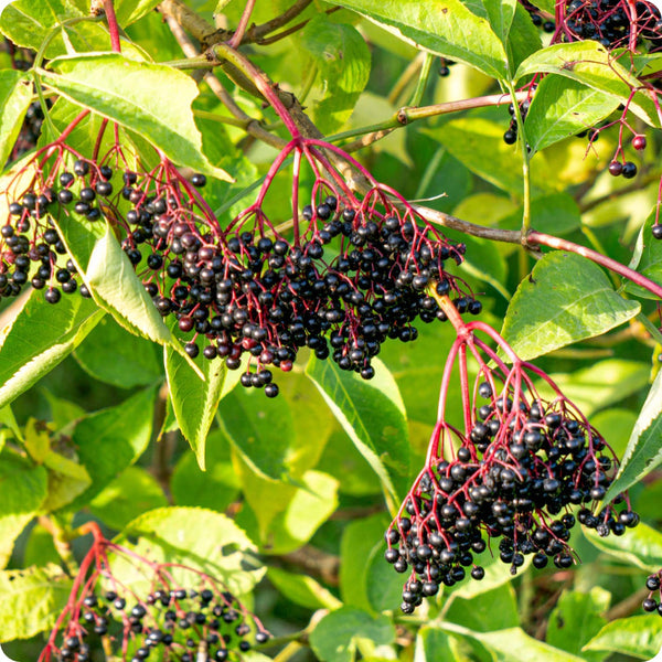 Black Elderberry Seeds | Sambucus nigra | Non-GMO Berry-Producing Shrubs for Hedgerows, Wildlife Gardens & Landscaping