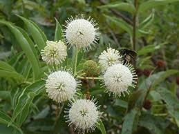 Buttonbush Plant Bare Root 12-18 Inches Native Wetland Shrub for Pollinators & Wildlife Cephalanthus occidentalis