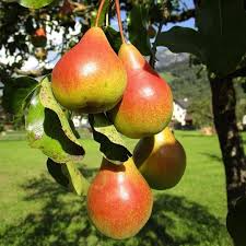Moonglow Pear Tree Scions - Unrooted Cuttings 6-10 Inches for Grafting & Propagation - Pyrus communis Sweet Edible Fruit Tree