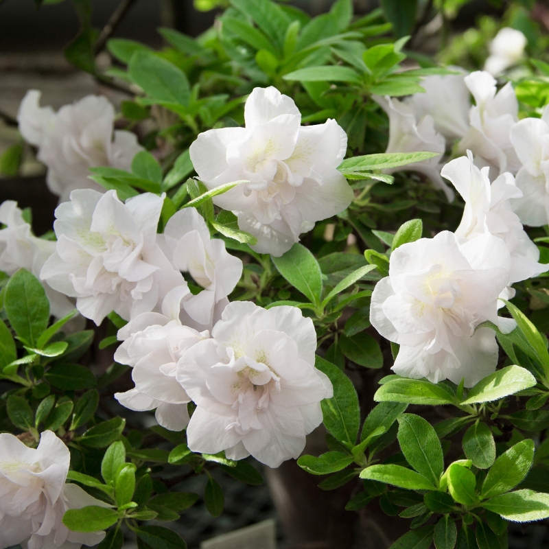 Deciduous Azalea Starter Plant with Double White Blooms | Rhododendron Hardy Gardenia | 2-8 Inches in Nursery Pot
