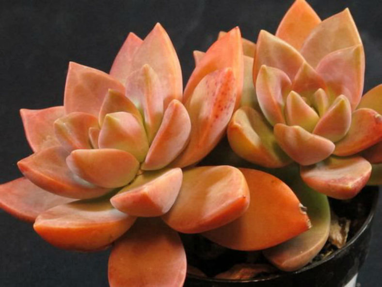 GraptoSedum "California Sunset" Unrooted Cuttings – 4 Succulent Propagation Plants, Vibrant Orange Pink Yellow, Container & Indoor Decor