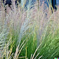 Ornamental Grass Seeds 1,000 Big Blue (Andropogon gerardii) Tall Hardy Landscaping Plant for Gardens and Borders