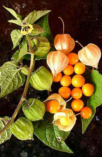 Golden Berry 'V' Pineapple Fresh Cuttings for Rooting, Physalis peruviana, Tropical Fruit Plant, Easy to Grow