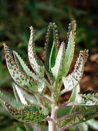 Mother of Thousands Succulent Plant - Rooted Small Kalanchoe daigremontiana for Indoor Garden, Easy Care, Fast-Growing, Drought-Tolerant