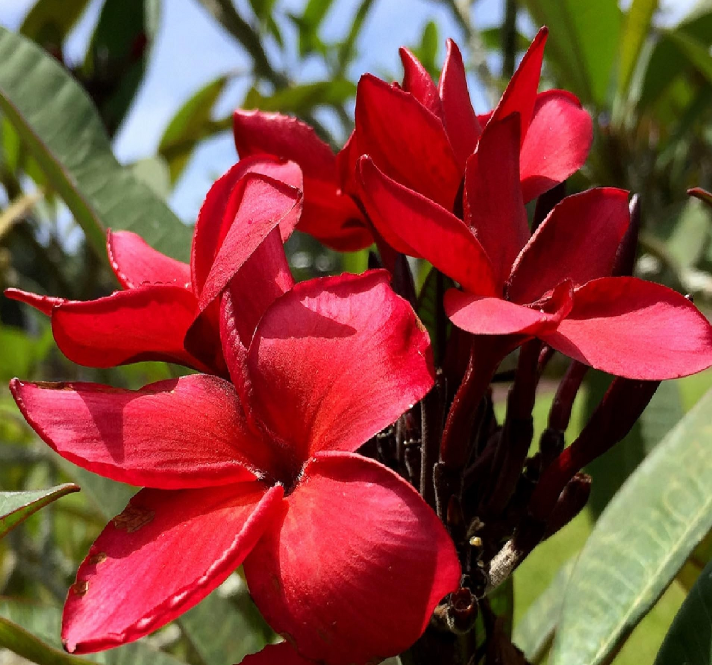 Plumeria Cuttings - Miami Rose Variety, 12-14 Inch Stem, Frangipani Plant Propagation, Tropical Flowering Tree