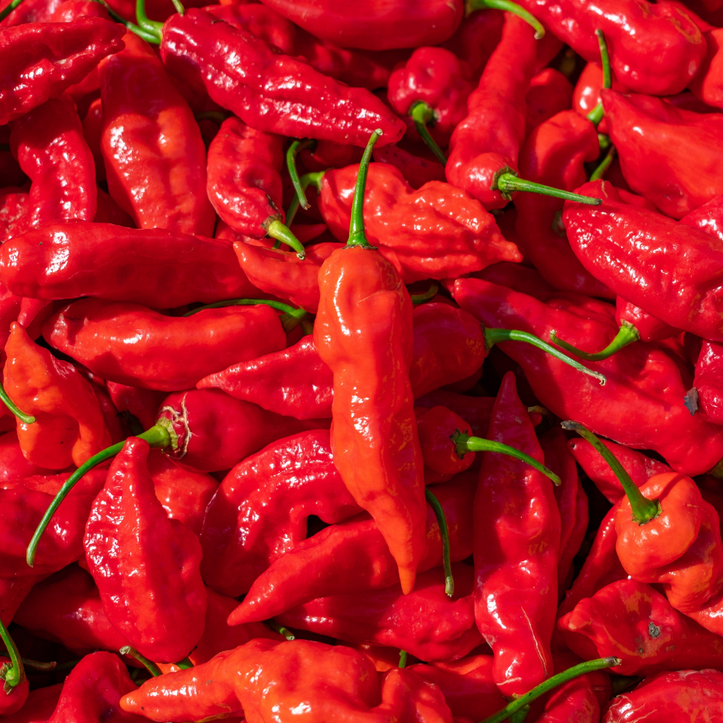 Ghost Pepper Seeds | Bhut Jolokia | Super Hot Chili Pepper for Spicy Gardens & Cooking | Non-GMO, Red Peppers