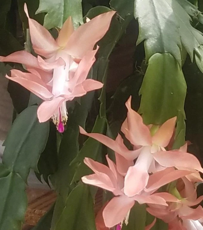 Schlumbergera truncata Cuttings – 2 Stem Segments with Peach-Colored Blooms, Holiday Cactus, Epiphytic Succulent, USDA Zones 10-12