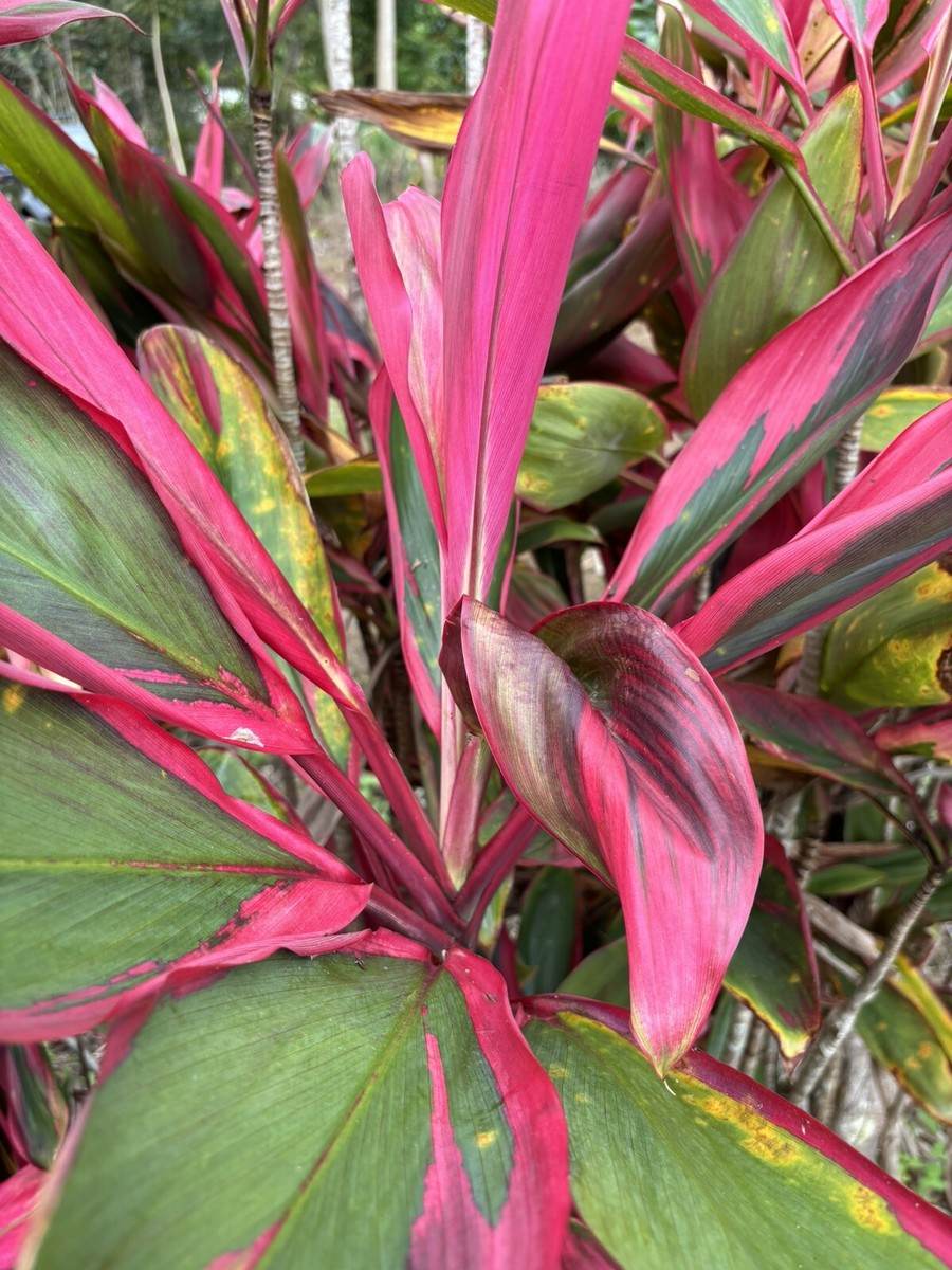 Hawaiian Ti Leaf Cuttings 6" Hybrid Cordyline fruticosa Tropical Plant for Garden & Container