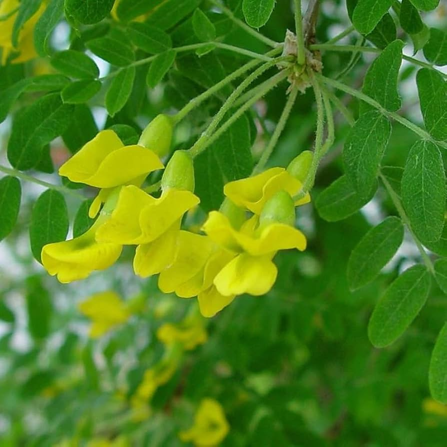 Caragana arborescens Seeds - Siberian Pea Tree, Nitrogen Fixing Shrub, Drought Tolerant, Zone 2-7, Hedge Plants, Yellow Flowers