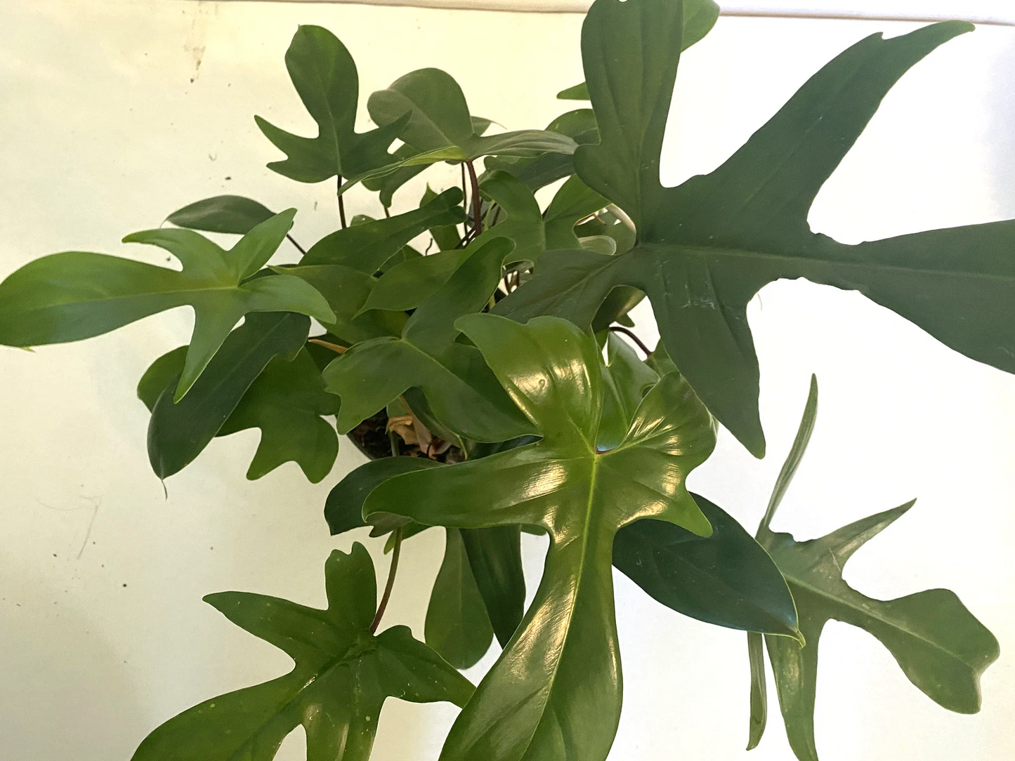 Philodendron Florida Ghost 3" Potted Live Plant, Color-Changing Foliage, Rare Aroid, Indoor Climber, White to Green Leaves