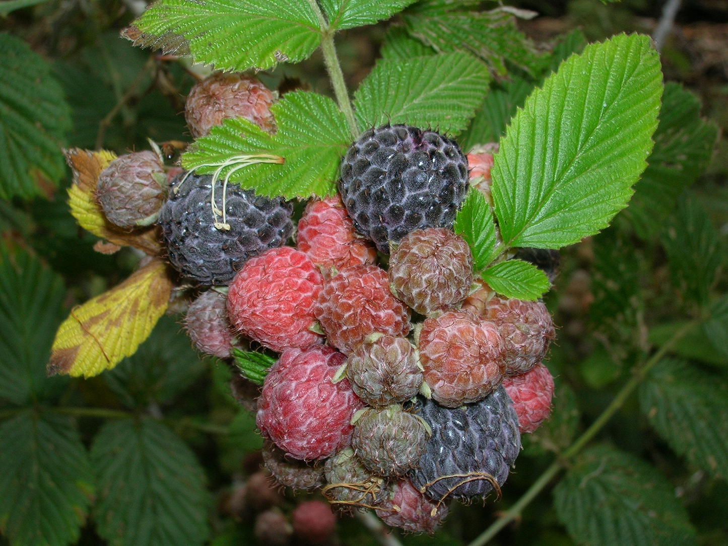 Black Raspberry Plants Set of 3 | Bare Root Rubus niveus 'Mysore' Edible Fruit Bushes for Gardens & Home Orchards