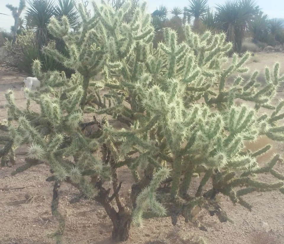 Cholla Cactus Cuttings - Cylindropuntia fulgida - Jumping Cholla Desert Succulent - 6" Branches for Drought Tolerant Landscaping