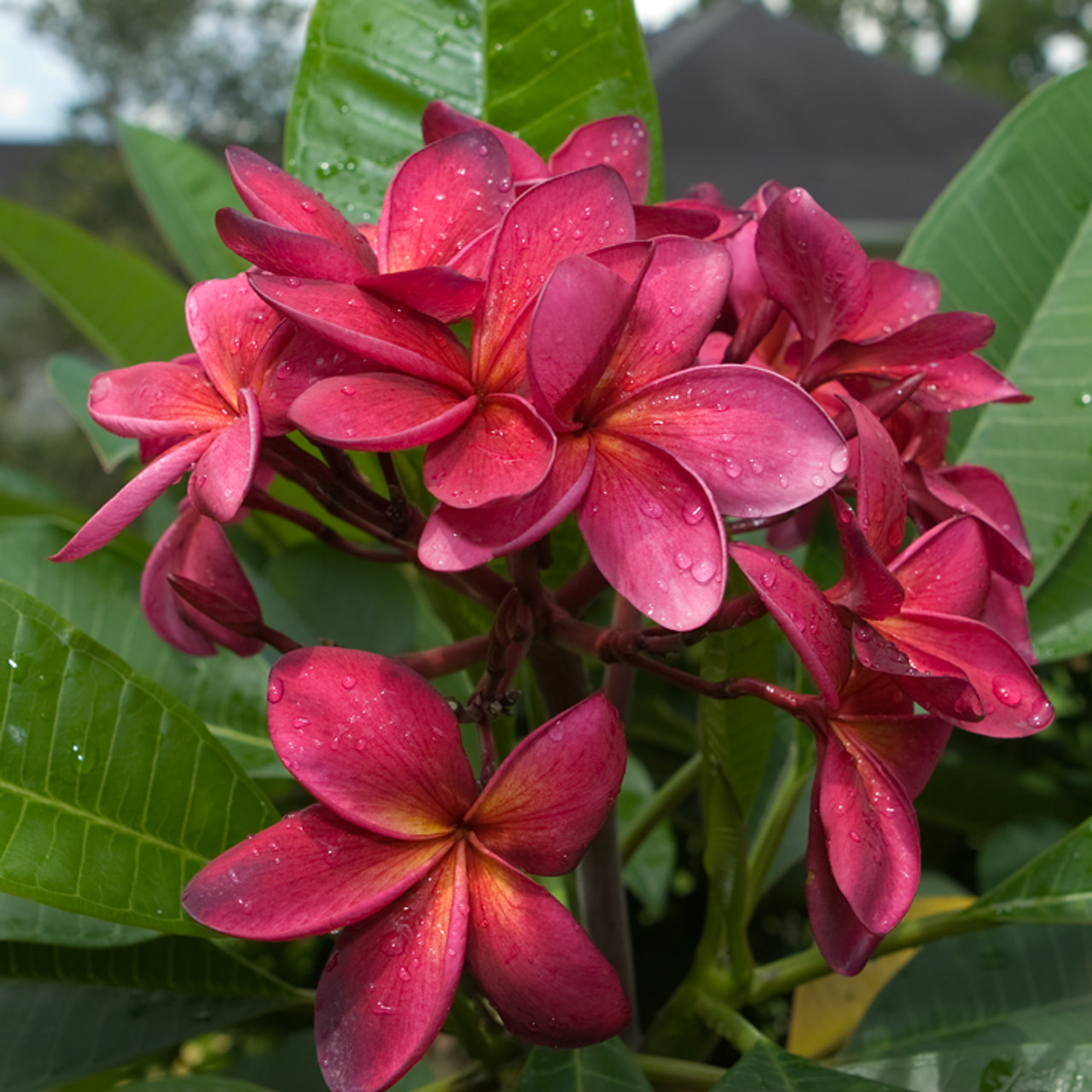 Plumeria Wildfire Cuttings, Red Frangipani, Tropical Plant, 9-12 Inches, Plumeria rubra