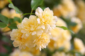 Lady Banks Rose Cuttings - Thornless Climbing Rose with Yellow Blooms, Rosa banksiae, Garden Plant, Organic, USA Grown
