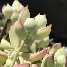 Cotyledon pendens Succulent Cuttings – Trailing Red-Edged Foliage, Drought Tolerant, Zone 9-11