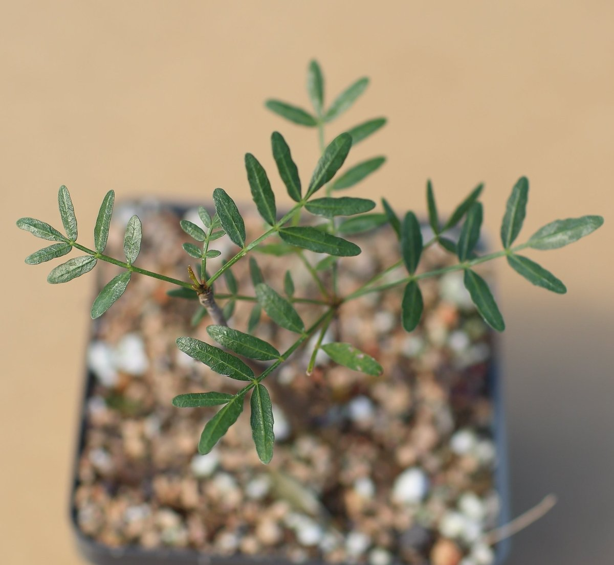 Bursera Microphylla Waterman Form 7" Bare Root Succulent Plant Arizona Native Drought Tolerant Desert Shrub