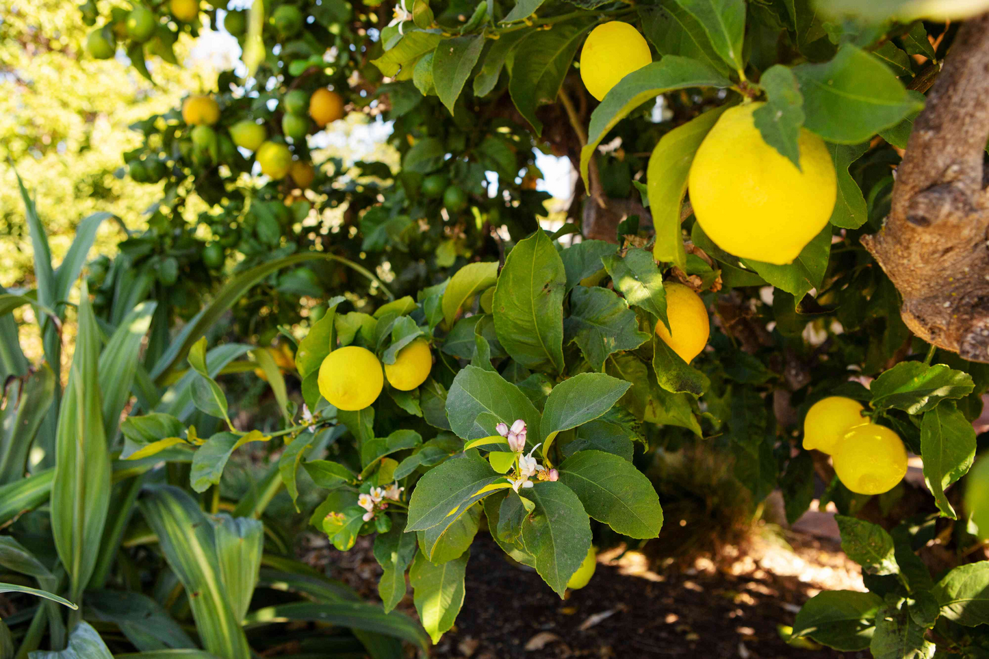 Lemon Tree Cuttings - 6 Live Citrus limon Grafting Propagation Stock, Standard-Size Fruit Tree, Full Sun, Zone 9