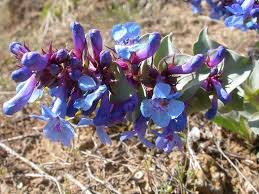 100 mg Penstemon Nitidus Seeds - Waxleaf Beardtongue Drought-Tolerant Perennial Wildflower for Gardens & Pollinator Habitats