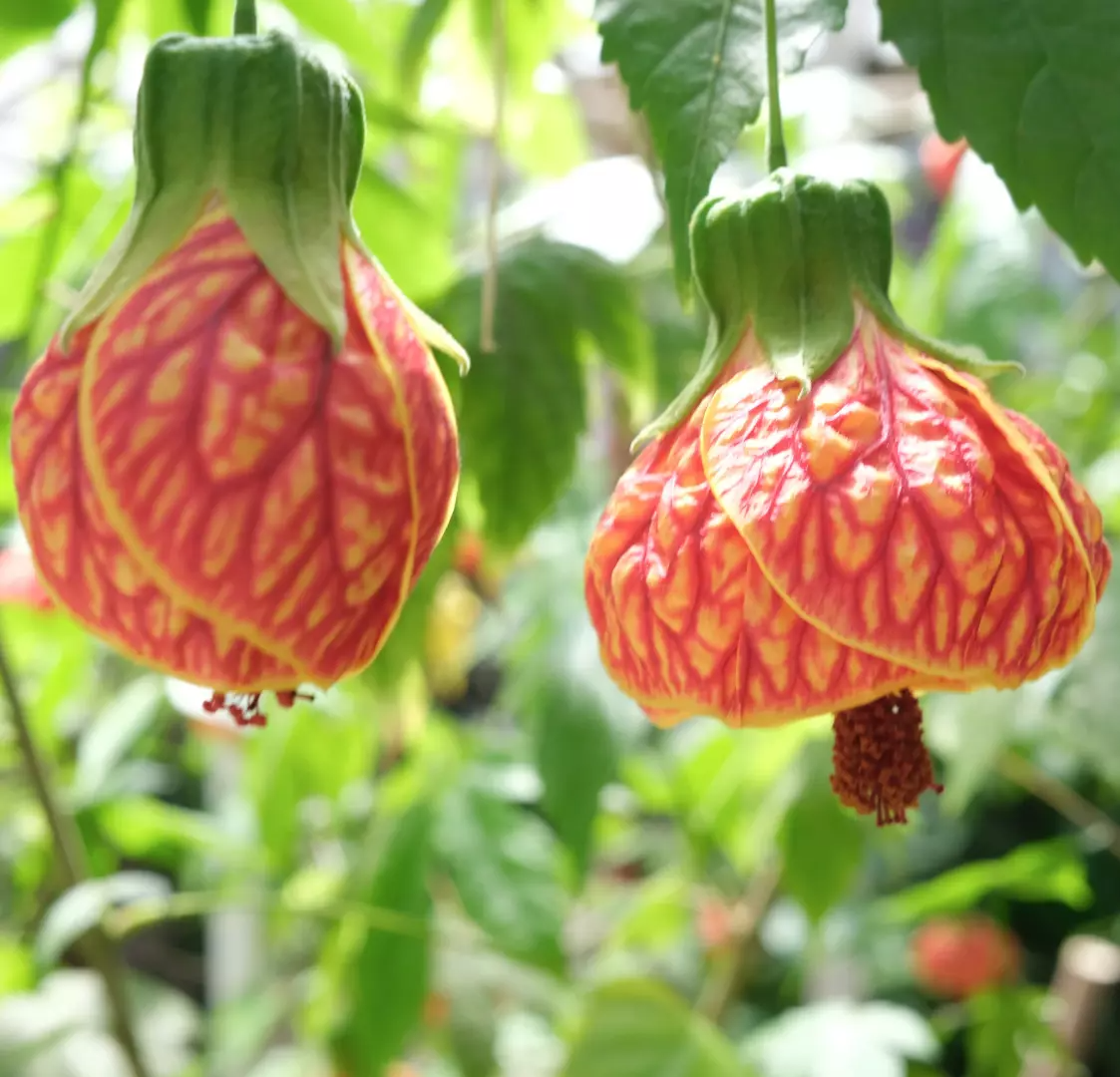 Tiger Eye Abutilon Starter Plant - Small Rooted Flowering Maple with Orange Bell-Shaped Blooms, Houseplant or Patio, 4" Pot