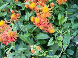 Mexican Flame Vine Cuttings - 10 Live Pseudogynoxys chenopodioides Orange Flowering Climbing Vine
