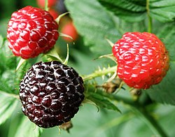 2 Black Hawk Raspberry Plants - Rubus occidentalis, Hardy Live Fruit Plants for Edible Gardens, Berry Patch, Zone 4-8