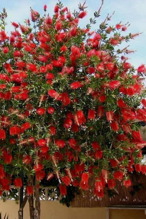 100 Crimson Bottle Brush Tree Seeds - Non-GMO Red Flowering Callistemon citrinus, Hardy & Easy to Grow Shrub