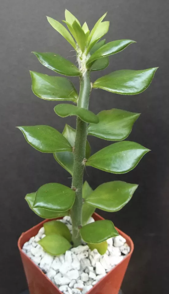 Pereskiopsis Grafting Stock Cuttings – Fast-Growing Cactus Rootstock, 2-4" Succulent Cuttings for Propagation, USDA Zones 10-12