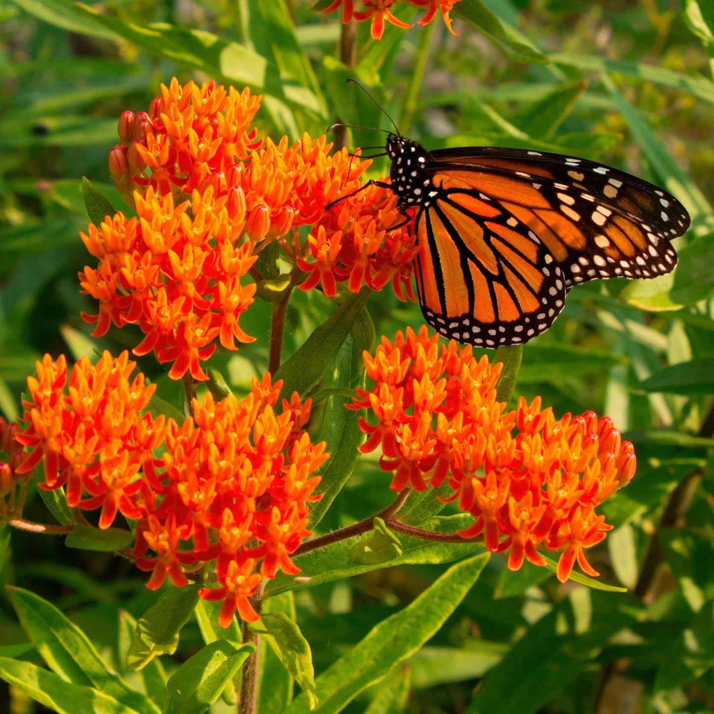 3 Bare Root Butterfly Weed Plants - Asclepias tuberosa Perennial Wildflower Monarch Host Pollinator Garden