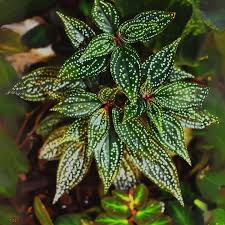 Sonerila 'Galaxy' Terrarium Plant - Rare Melastomataceae, Potted with Roots, Low-Medium Light, US Grown