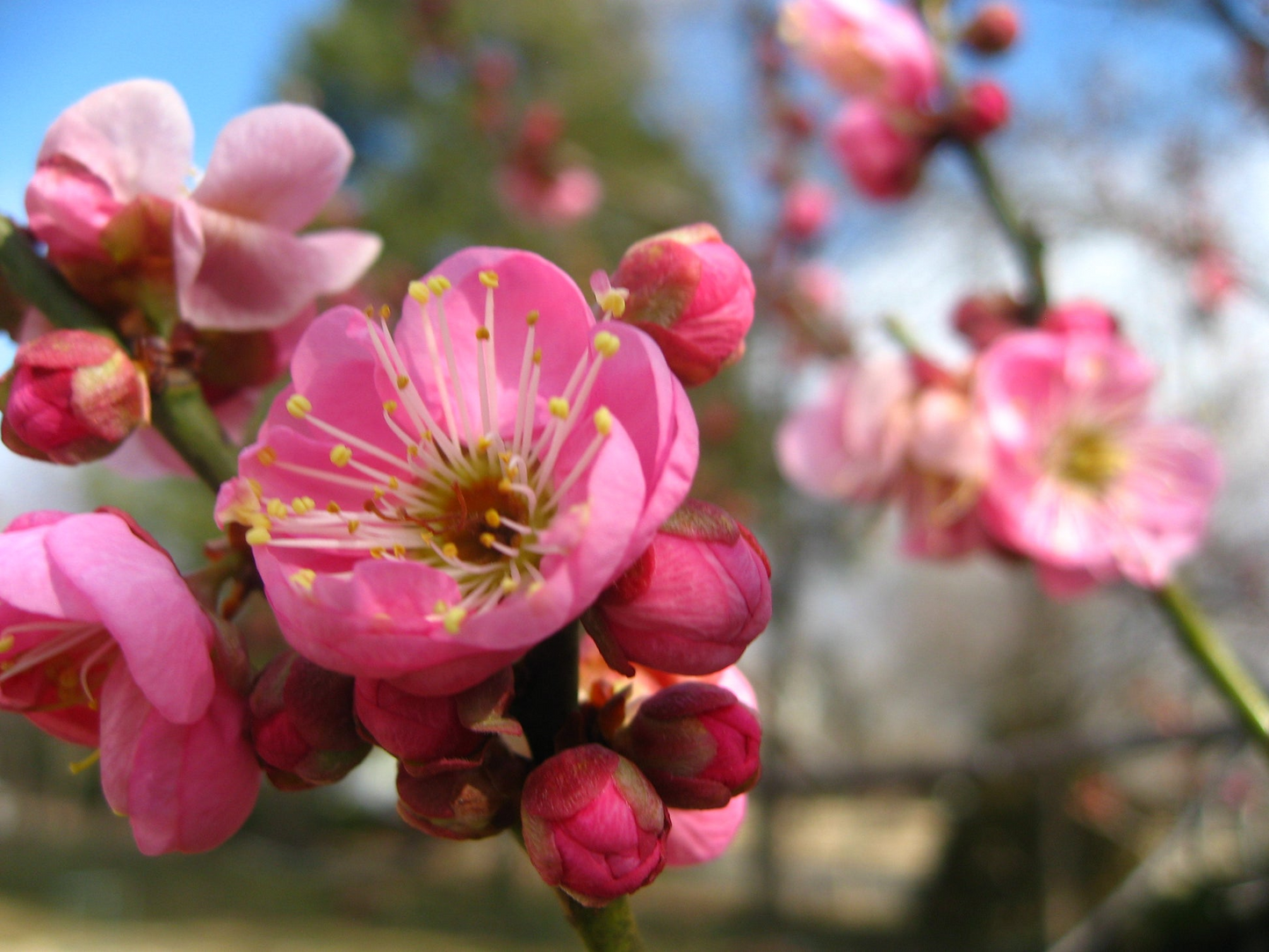 Pink Japanese Flowering Apricot Bonsai Starter Plant - Prunus mume 'Rosebud' with Fragrant Semi-Double Pink Blooms