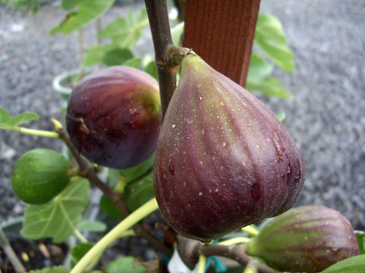 Set of 3 Olympian Fig Trees Ficus carica Live Starter Plants Cold Hardy Edible Fruit Tree for Gardens and Containers