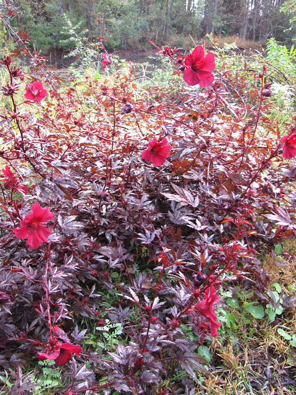 Live Cranberry Hibiscus Plant Clippings, Organic Edible Perennial, Hibiscus acetosella, Garden & Culinary Use