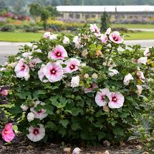 Live Hibiscus Angel Eyes Cuttings – Propagation Hardy Hibiscus (Hibiscus rosa-sinensis) for Vibrant Flowers