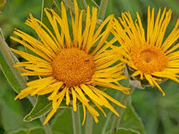 Inula magnifica Seeds 20 | Giant Elecampane Fleabane | Tall Perennial Flower | Hardy Sunflower Family Plant