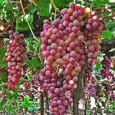 Red Flame Seedless Grape Vine 12+ Inch Rooted Plant Vitis vinifera USDA Zones 7-10 Seedless Fruit