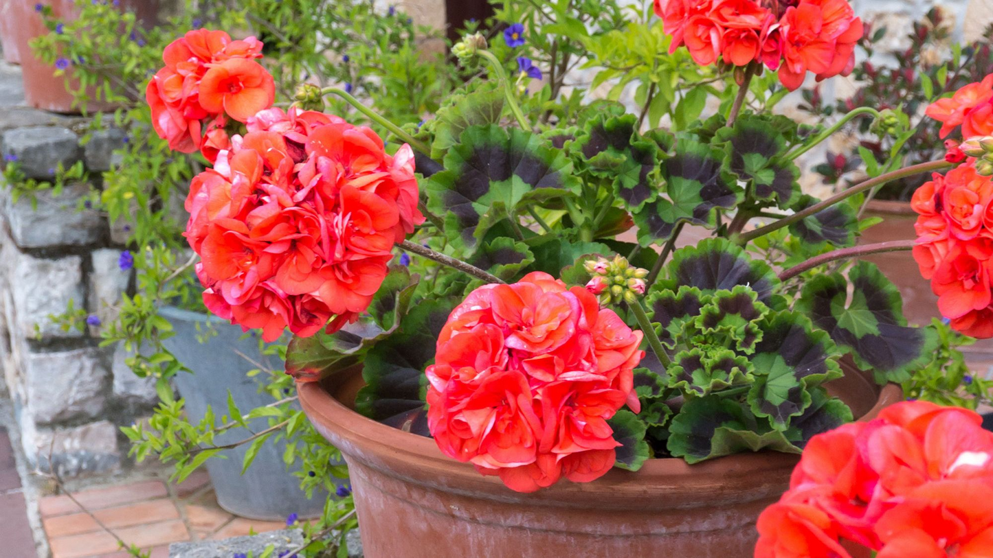Ivy Geranium 'Mountie Red' Unrooted Cuttings for Propagation, Trailing Pelargonium Peltatum, Red Flowers