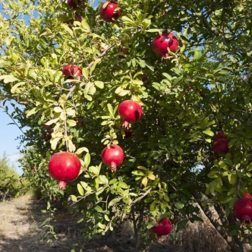 Salavatski Russian Pomegranate Tree Cuttings – 3 Unrooted 10-Inch Punica granatum, Cold-Hardy, Fruitful, Easy Propagation
