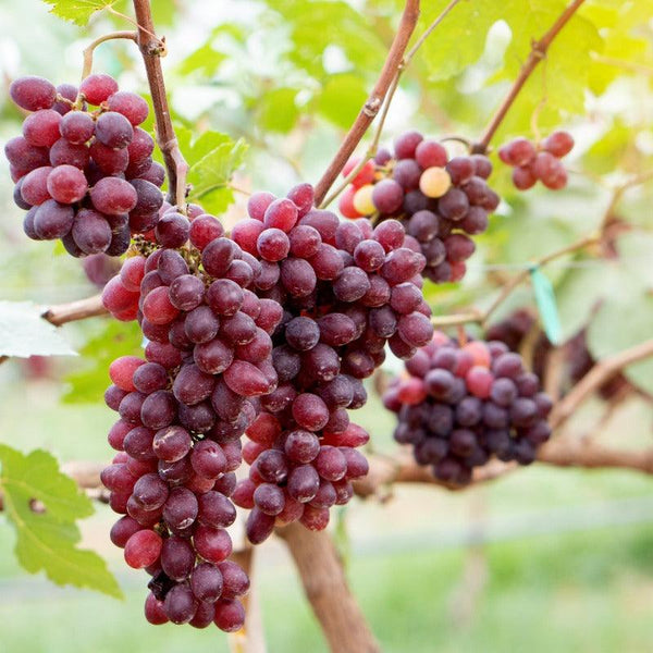 Crimson Grape Vine Cuttings | 10 Unrooted Vitis vinifera | Large Red Seedless Table Grapes | Fruit Propagation for Garden or Orchard