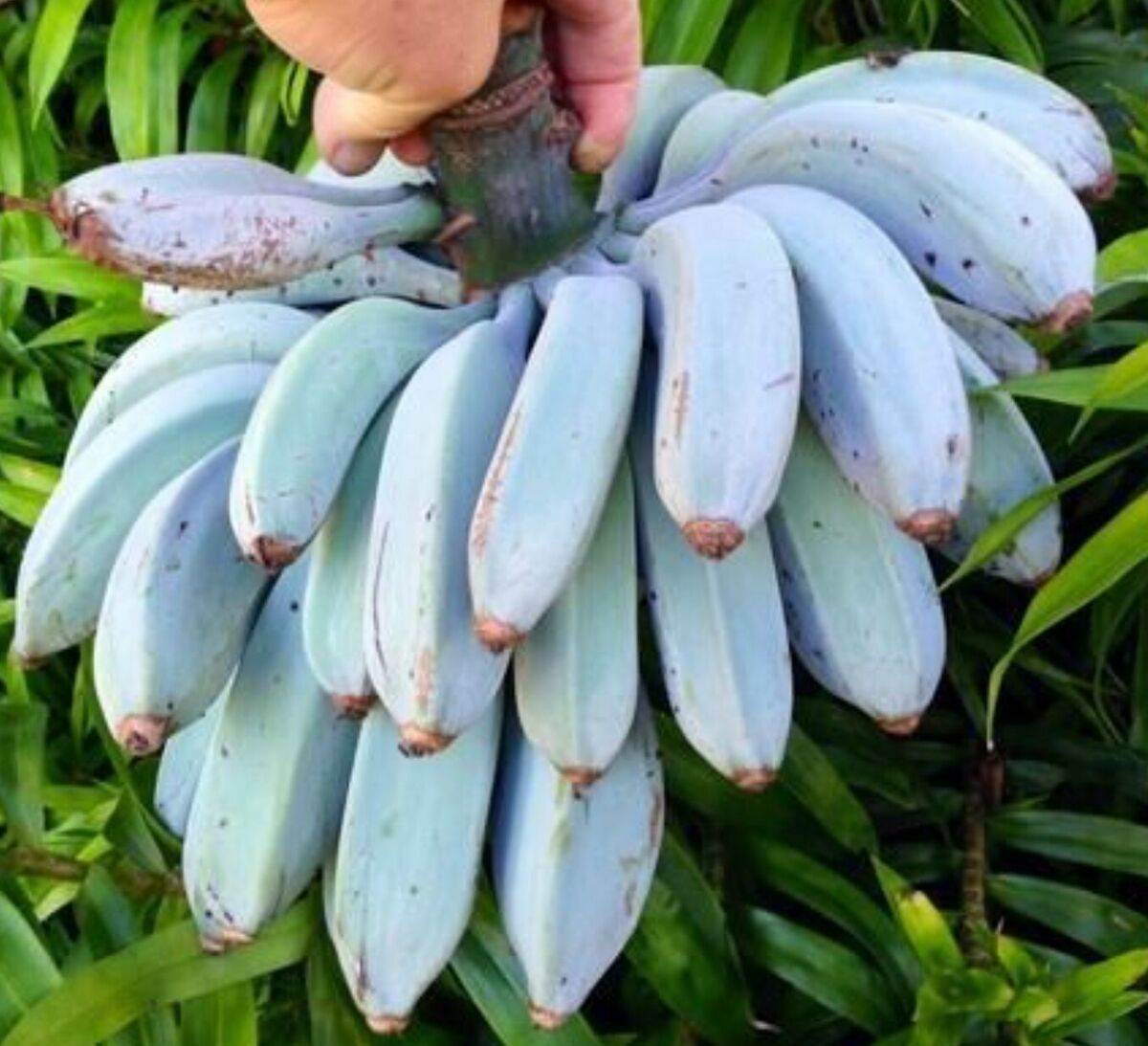 Musa Ice Cream (Blue Java) Banana Tree - Small Rooted Starter Plant, Tropical Blue Bananas, Unique Fruit, Container or Garden Plant
