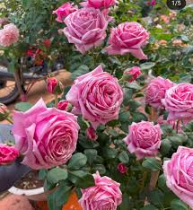 French Rose Unrooted Cuttings – 4 Pack, 6-8 Inches, Rosa, Rose Bush Propagation, Garden, Fragrant Blooms