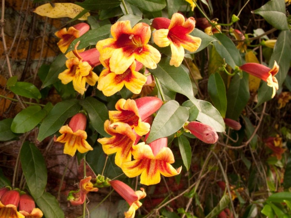Yellow Crossvine Rooted Starter Plant, Climbing Vine, Bignonia capreolata, Pollinator Attracting, Fast-Growing, USDA Zones 6-9