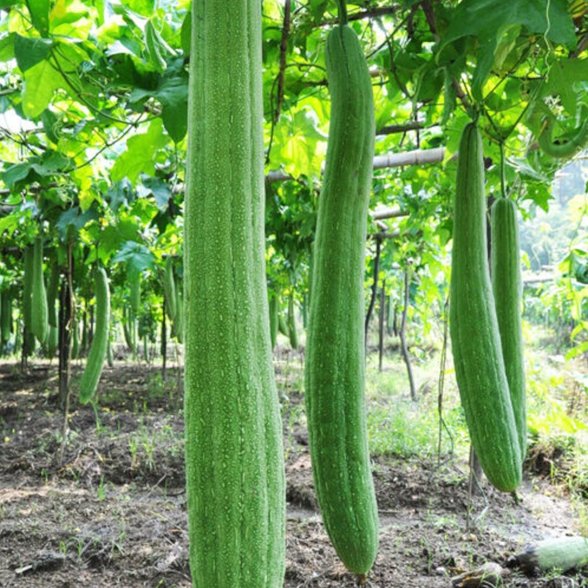 30 Luffa aegyptiaca Seeds - Non-GMO Loofah Sponge Gourd for Natural Sponges - Climbing Vine, High Yield, Easy to Grow