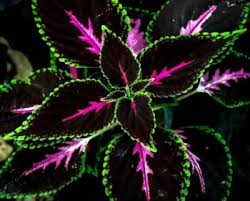 Rare Coleus Seeds - Pink, Black & Green Foliage, Indoor & Outdoor Plant, Unique Tropical Foliage, Garden, Container, Landscaping