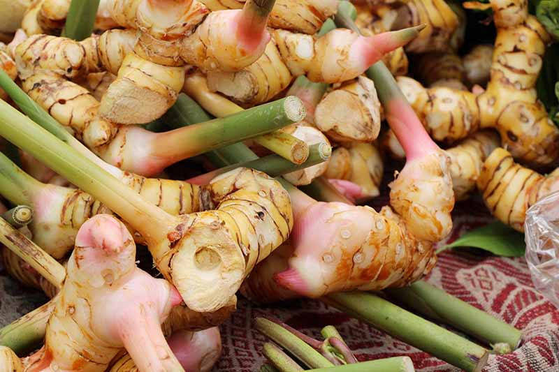 Thai Ginger Galangal Roots, Alpinia galanga, 6 Live Rhizomes, Tropical Culinary Plant for USDA Zones 9-12