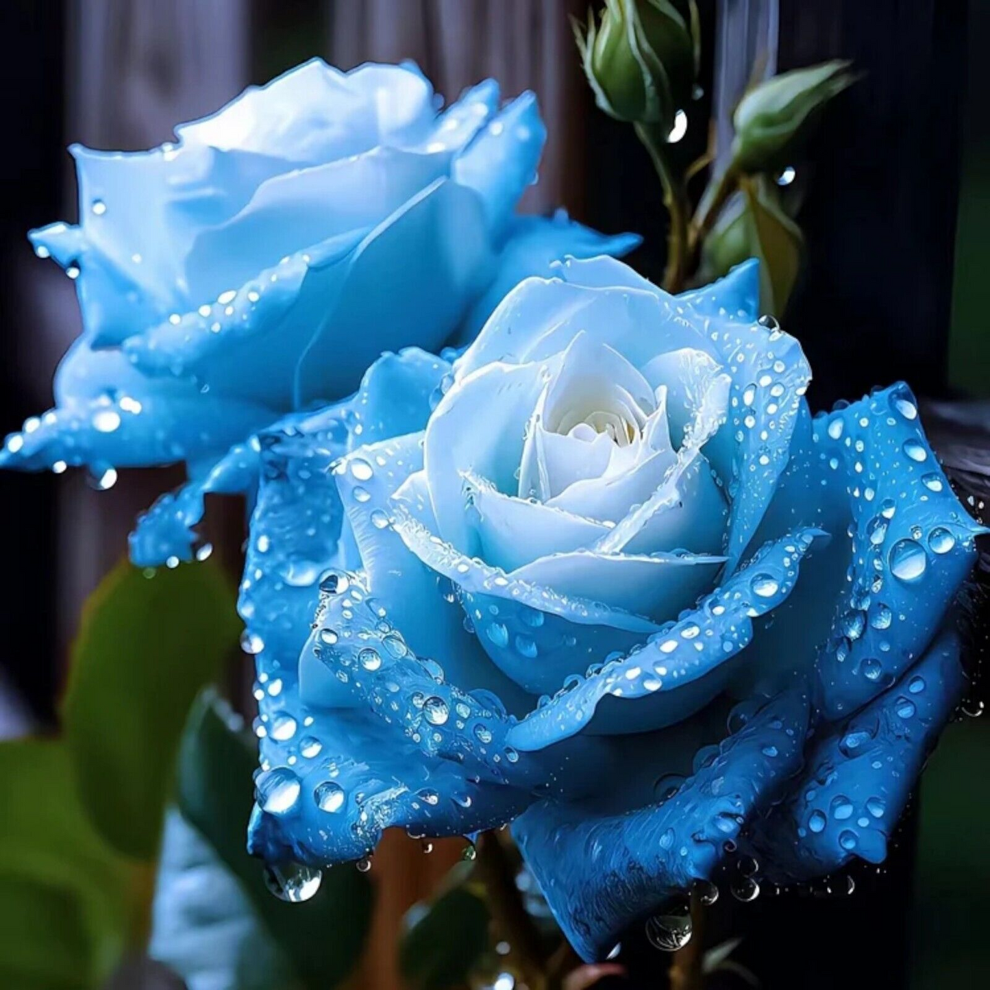 20 Broken Ice Blue Rose Seeds - Rare Heirloom Frosted Blue Blooms - Fragrant Perennial Rose Seeds Rosa spp.