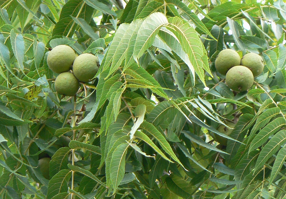 16 Black Walnut Tree Unrooted Cuttings Juglans Nigra Edible Nut Wildlife-Friendly Propagation Scions