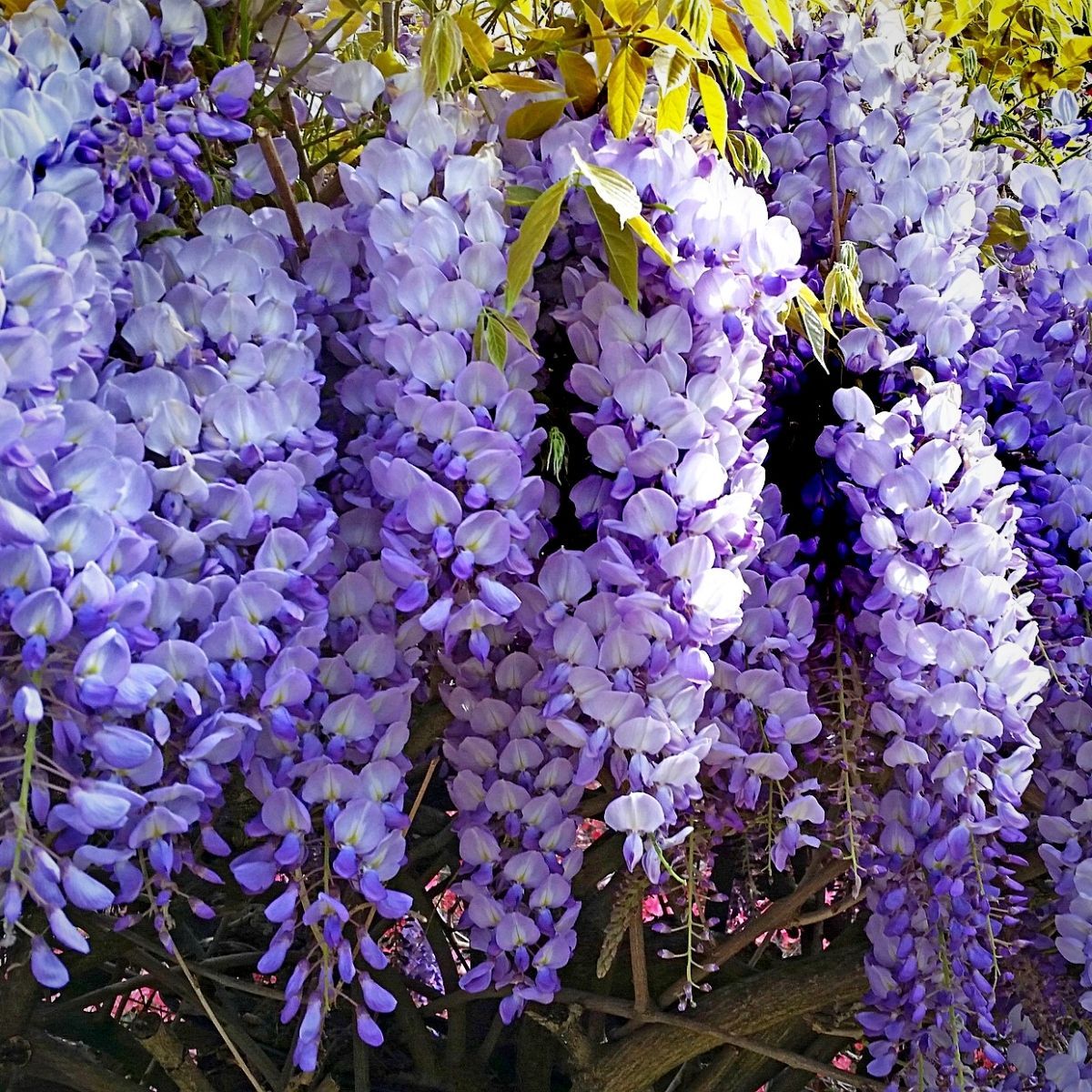 Japanese Wisteria Cuttings - 10 Inch Rooted Floribunda Climbing Vine with Pink/Blue/Purple Blooms