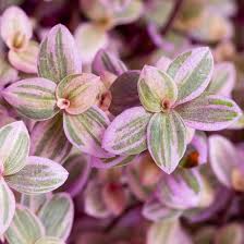 15 Pink Tradescantia Unrooted Cuttings | Tradescantia pallida, Easy to Propagate, Indoor Decorative Plant, Pink Spiderwort, Purple Heart